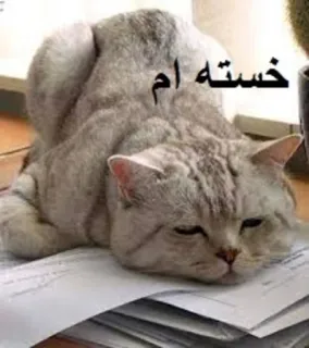 😞 خسته ام cat, exhausted, tired, animal, feline, lazy telegram sticker