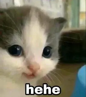 😃 hehe кот, котенок, милый, мем, смешной whatsapp sticker