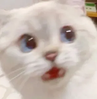 🕯 cat, cute, surprised, animal, white cat, meme, funny whatsapp sticker