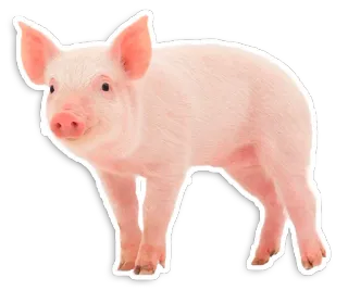 🐖 varken, dier, schattig, roze, boerderij, vee telegram sticker