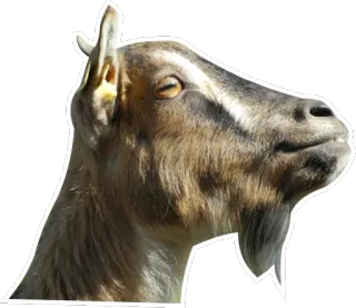 😬 goat, animal, mammal, farm, domesticated telegram sticker
