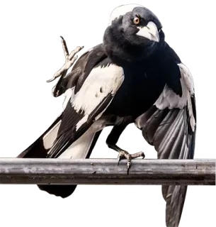 😡 bird, magpie, animal, wildlife, black and white, nature telegram sticker