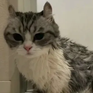 😢 cat, cute, animal, pet, grey, white whatsapp sticker