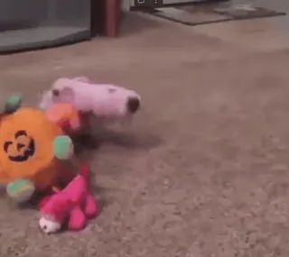 🐷 brinquedos, pelúcia, rosa, laranja, cachorro, porco, abóbora whatsapp sticker