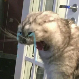 🪐 cat, angry cat, meme, animal, feline, pet telegram sticker