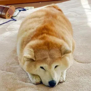 🫣 chien, animal, shiba inu, animal de compagnie, mignon, animal domestique telegram sticker
