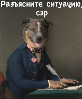 ❓ Разъясните ситуацию, сэр 狗, 拟人, 搞笑, 动物, 肖像, 文字 whatsapp sticker