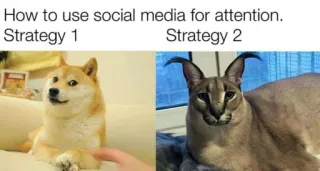 🐱 How to use social media for attention. Strategy 1 Strategy 2 Hund, Katze, Meme, Soziale Medien, Aufmerksamkeit, Strategie telegram sticker