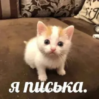 🥺 Я писька. кот, котенок, милый, животное, домашнее животное telegram sticker