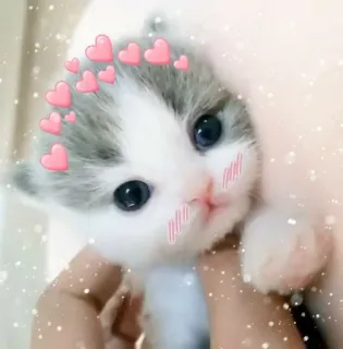 💕 kitten, cat, hearts, cute, pet, animal telegram sticker
