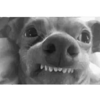 😁 Hund, Tier, Haustier, Zähne, Schwarzweiß, Lustig telegram sticker