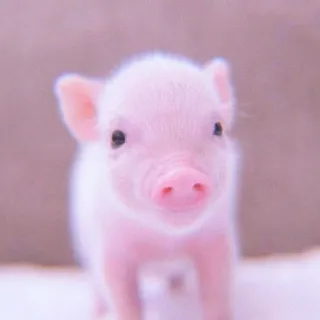 🐽 pig, pink, animal, cute, baby telegram sticker