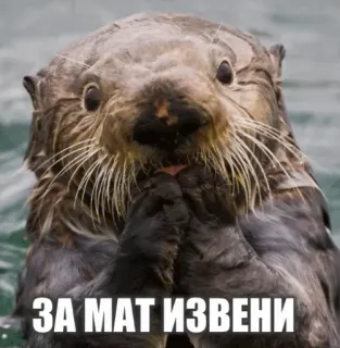 😐 ЗА МАТ ИЗВЕНИ otter, animal, cute, apology, sorry telegram sticker