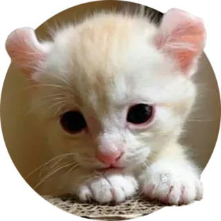 😔 cat, kitten, cute, animal, pet telegram sticker
