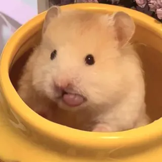 😛 chomik, słodki, zwierzę, zwierzę domowe, gryzoń, język, żółty telegram sticker