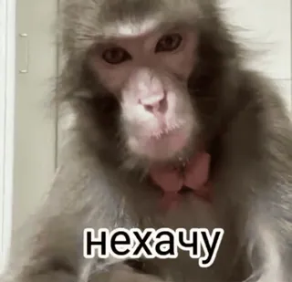 🐒 нехачу ลิง, มีม, สัตว์, ตลก, รัสเซีย, น่ารัก, สีหน้า whatsapp sticker