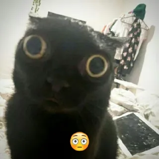 😳 cat, black cat, shocked, emoji, pet, animal telegram sticker