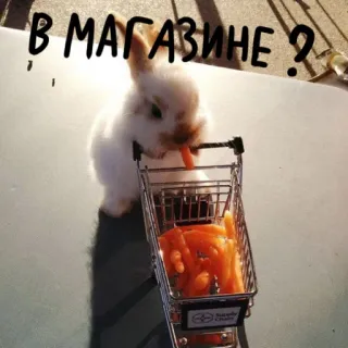 🐰 В МАГАЗИНЕ? lapin, carotte, caddie, mignon, animal, magasin whatsapp sticker
