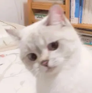 😒 gatto, animale, gatto bianco, carino, animale domestico, animale da compagnia, felino telegram sticker