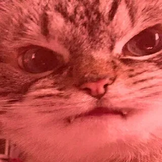 😡 kot, zwierzę, mem, zwierzę domowe, słodki whatsapp sticker