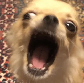 🍫 chien, Chihuahua, cri, drôle, animal, mème whatsapp sticker