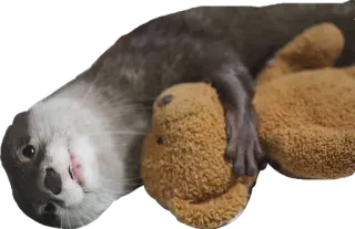 😴 nutria, animal, lindo, mamífero, osito de peluche telegram sticker