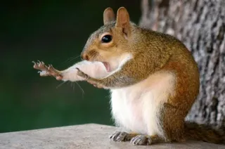 ✋ squirrel, animal, wildlife, nature, rodent telegram sticker