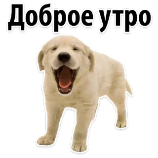 😋 Доброе утро dog, puppy, good morning, greeting, animal, cute telegram sticker