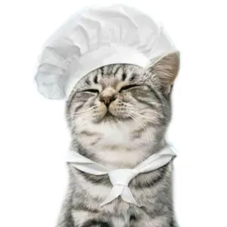 😸 cat, chef, cooking, animal, cute, pet, hat telegram sticker