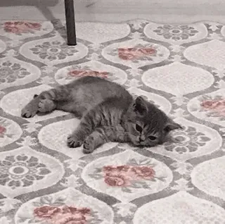 😢 Katze, Kätzchen, süß, Tier, Haustier, Hauskatze, schlafend telegram sticker