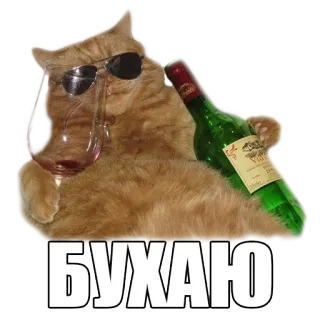 🍷 БУХАЮ gato, vino, beber, gafas de sol, humor whatsapp sticker
