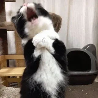 🦁 gato, bocejo, animal, animal de estimação, gato doméstico, gato preto e branco telegram sticker