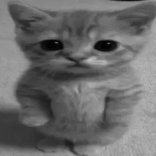 🐈‍⬛️ котенок, милый, кошка, животное, домашнее животное telegram sticker