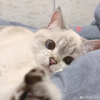 🐈 美璐和咸蛋 猫, 子猫, ペット, 動物, 可愛い, 家畜 whatsapp sticker