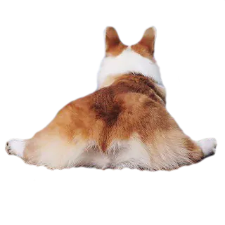 🍑 corgi, perro, animal, lindo, trasero, gracioso whatsapp sticker