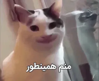 🖖 منم همینطور cat, meme, Persian, funny, animal telegram sticker
