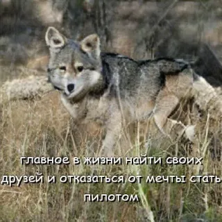 Нейроволк telegram stickers