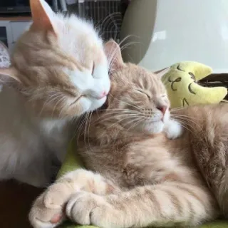 💋 고양이, 수면, 동물, 귀여운, 자는, 애완 동물 telegram sticker