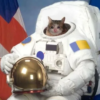 😭 kucing, astronaut, luar angkasa, anak kucing, setelan, helm, NASA telegram sticker