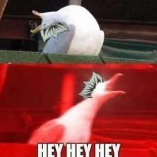 🦉 HEY HEY HEY mouette, mème, oiseau, criant whatsapp sticker