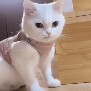 😾 cat, white cat, cute, pet, animal whatsapp sticker