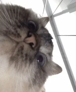 ⚡️ gato, animal, mascota, lindo, animal doméstico, mamífero telegram sticker