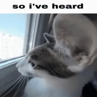 🌟 so i've heard cat, meme, pet, animal, window, funny telegram sticker