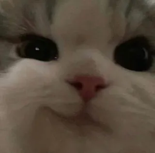😏 Katze, süß, Tier, flauschig, Haustier telegram sticker