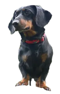 🙂 собака, питомец, такса, животное, черный, красный, домашний whatsapp sticker