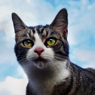 Katzen Pets telegram stickers