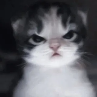 💗 котёнок, кот, злой, питомец, животное, кошачий, милый, своенравный telegram sticker