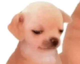 😞 cane, cucciolo, chihuahua, triste, carino, animale telegram sticker