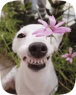 😁 perro, flor, sonrisa, dientes, animal, lindo, naturaleza telegram sticker