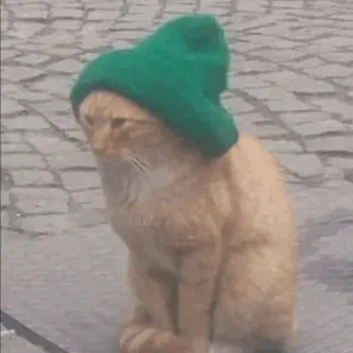 😐 cat, hat, green, animal, cute, pet, funny telegram sticker